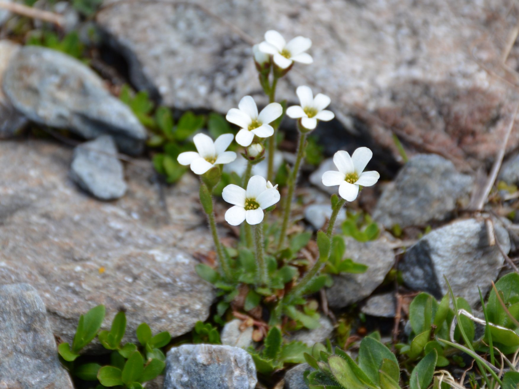 Saxifraga androsacea / Sassifraga rosulata